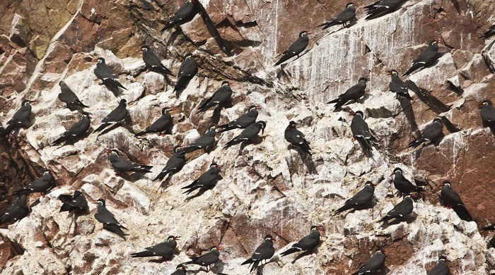 AVES GUANERAS, ISLAS BALLESTAS, PARACAS, TURISMO, PERU, LA CEGUERA FOTO