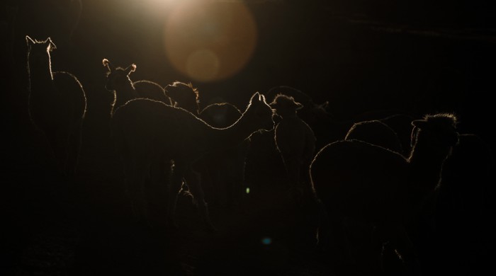 LLAMAS HUANCAVELICA