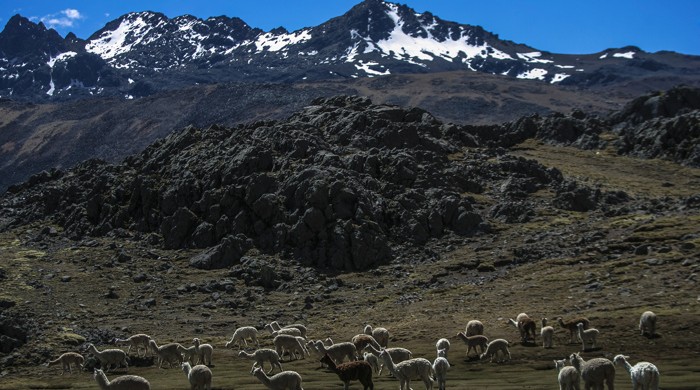 LLAMAS EN HUANCAVELICA, PERU