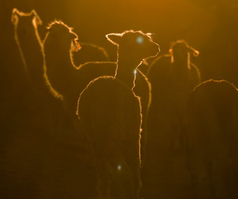LLAMAS HUANCAVELICA