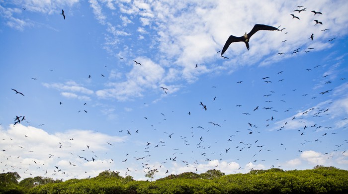 ISLA DE LOS PAJAROS, PUERTO PIZARRO, TUMBES, PERU