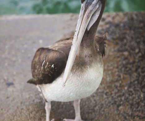 PIURA, PERU