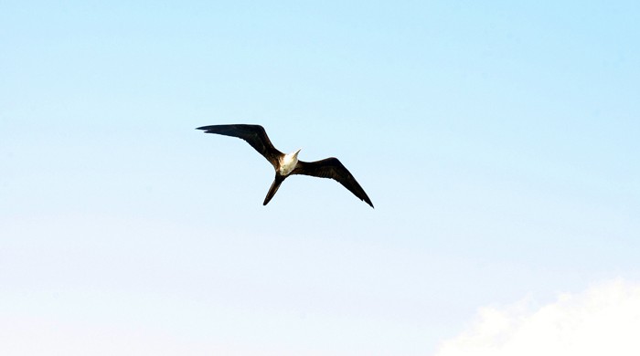Gaviota volando