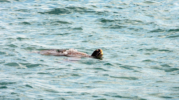 Tortuga marina en los mares de Piura