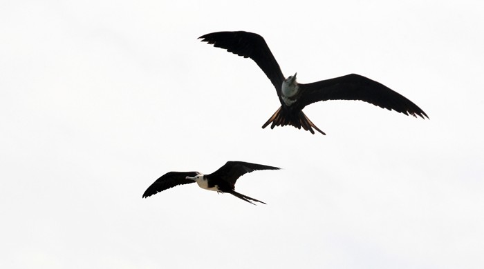 Gaviotas volando