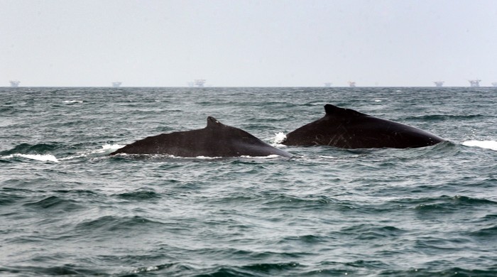 Ballenas jorobadas