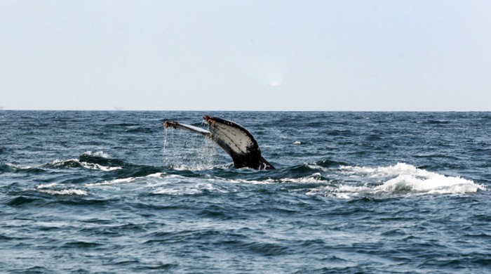 Cola de ballena jorobada