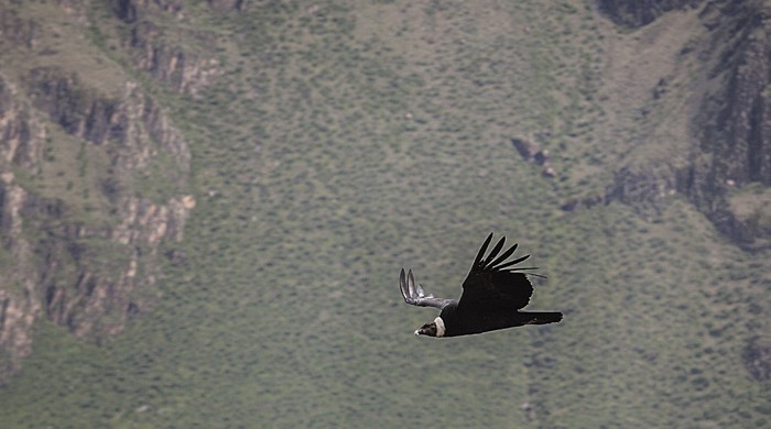 CAÑON DEL COLCA, AREQUIPA, PERU