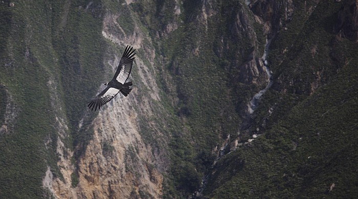 CAÑON DEL COLCA, AREQUIPA, PERU