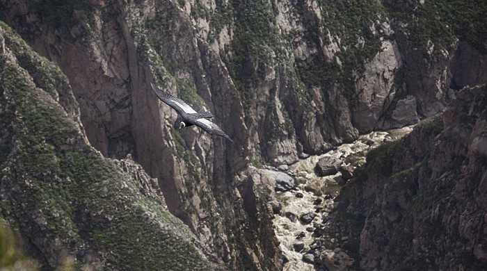 CAÑON DEL COLCA, AREQUIPA, PERU
