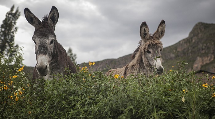 COLCA, AREQUIPA, PERU