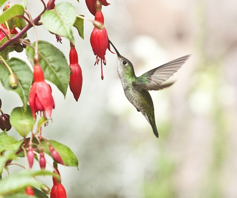 COLIBRI PERUANO