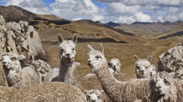 JULIACA, PUNO, PERU