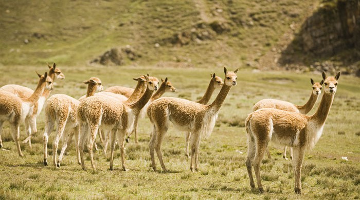 AYAVIRI, PUNO, PERU