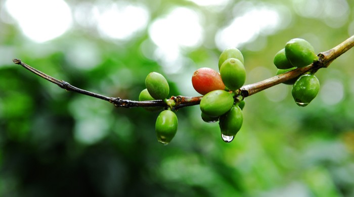 Cultivo de Café en Satipo, Junin,Perú