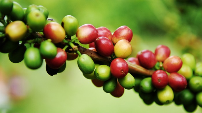 Cultivo de Café en Satipo, Junin,Perú