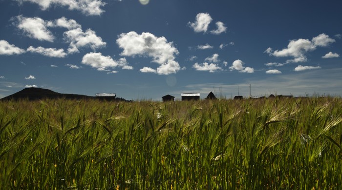 Campo de cebada en Taraco, Puno, Perú.