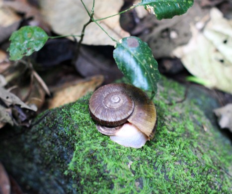 Caracol