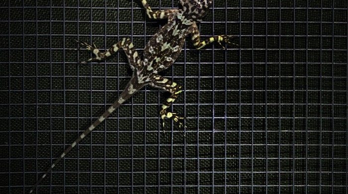 Lagartija