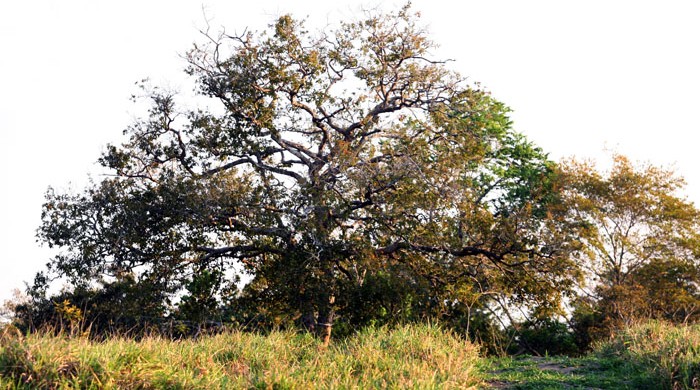 Selva amazónica