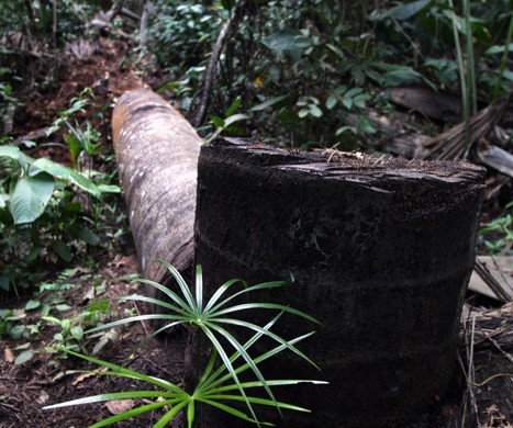 Tala de árbol en amazonas