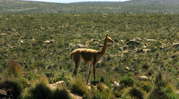 Vicuña