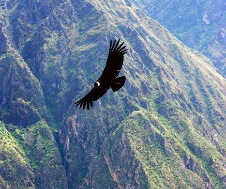 Cóndor en el Colca