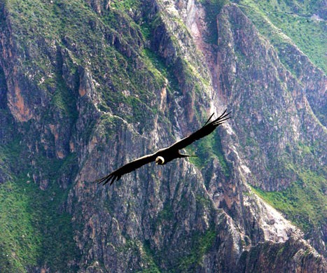 Cóndores en el Colca