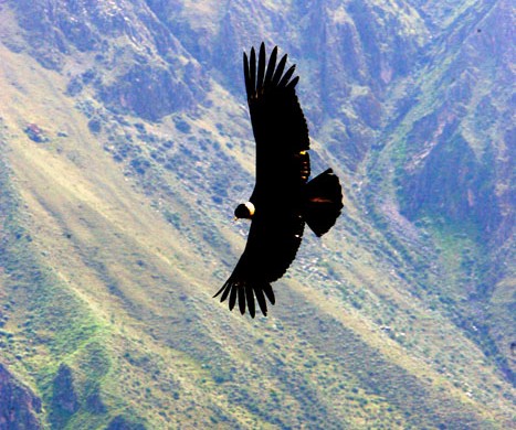 Condor en el Colca