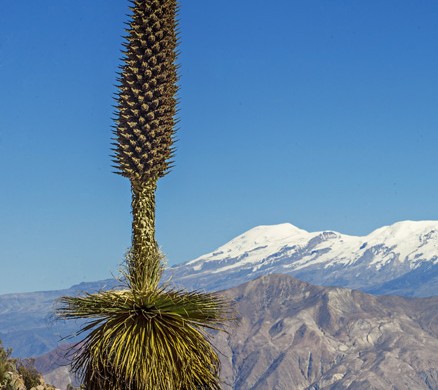 La Puya Raimondi - Arequipa