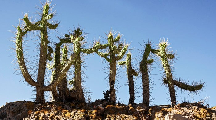 Cactus en Arequipa