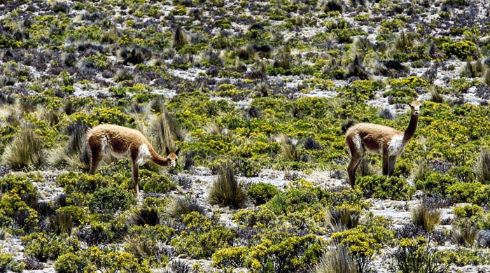 Vicuñas