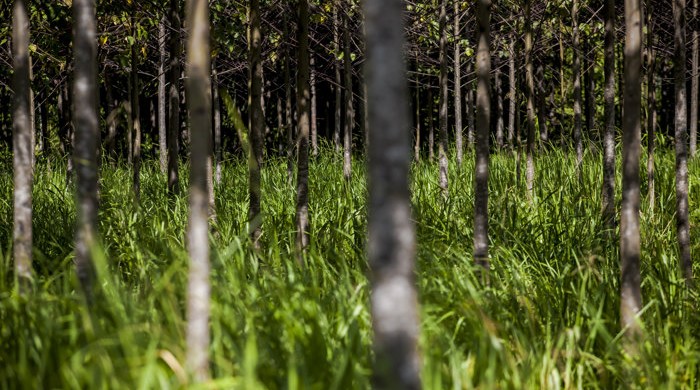 REFORESTACION, IBERIA, MADRE DE DIOS,