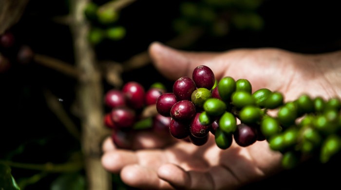 CAFE, SAN IGNACIO, CAJAMARCA