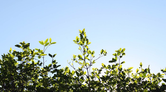Sembrío de coca. Tingo María