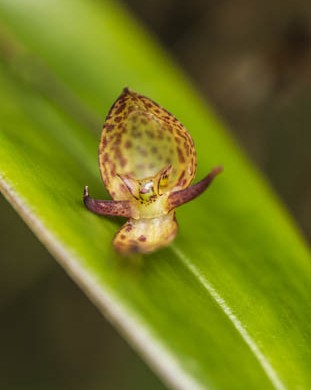 ORQUIDEA