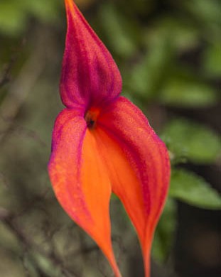 ORQUIDEA