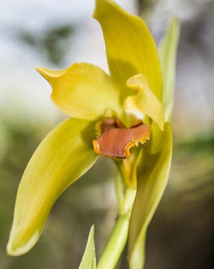 ORQUIDEA