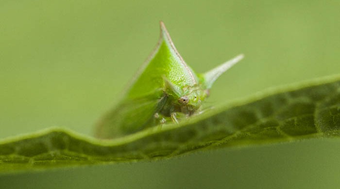 CHINCHE VERDE