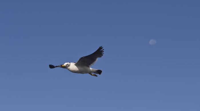 GAVIOTA