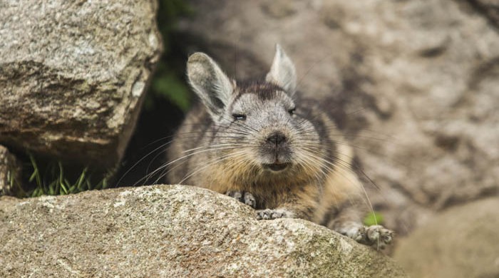 VIZCACHA